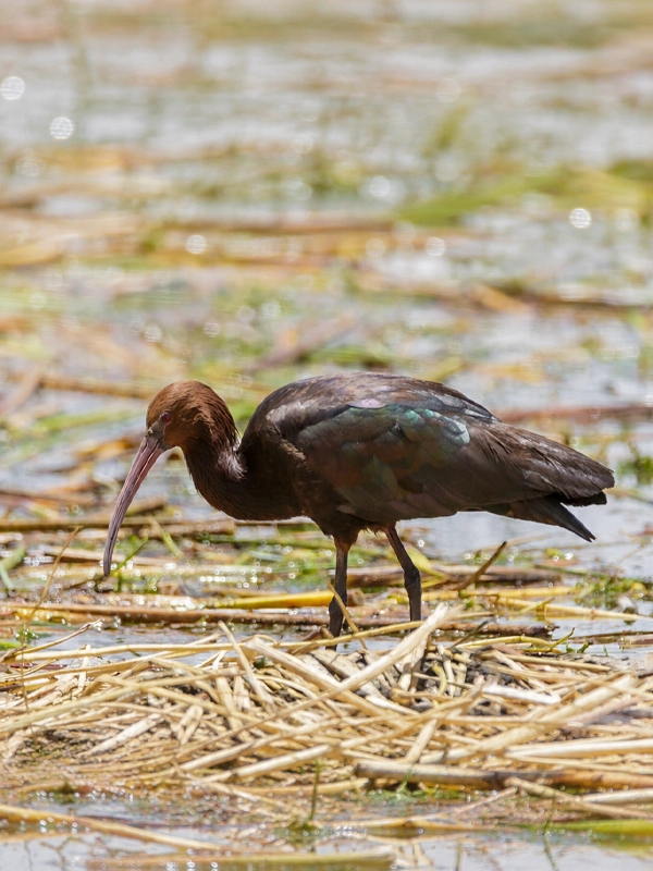 Biodiversity of Lake Titicaca Biodiversity of Lake Titicaca | TreXperience