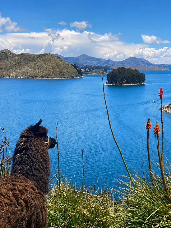 Llamas and alpacas at Lake Titicaca Llamas and alpacas at Lake Titicaca | TreXperience