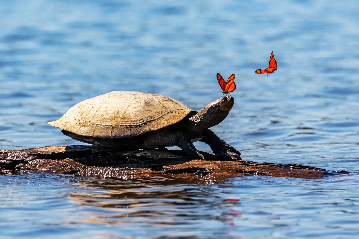 Tortuga taricaya y mariposas en Tambopata | TreXperience