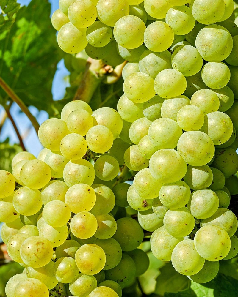 Italia grapes - History and Production of Peru's Emblematic Drink