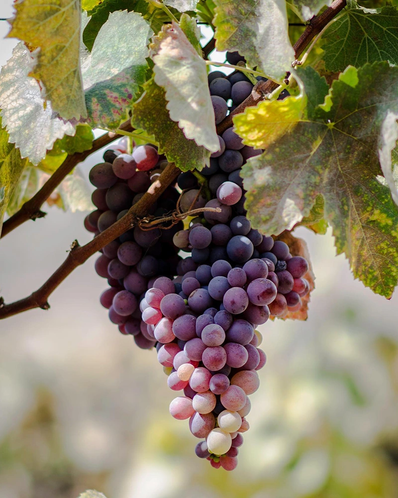 quebranta grapes - History and Production of Peru's Emblematic Drink