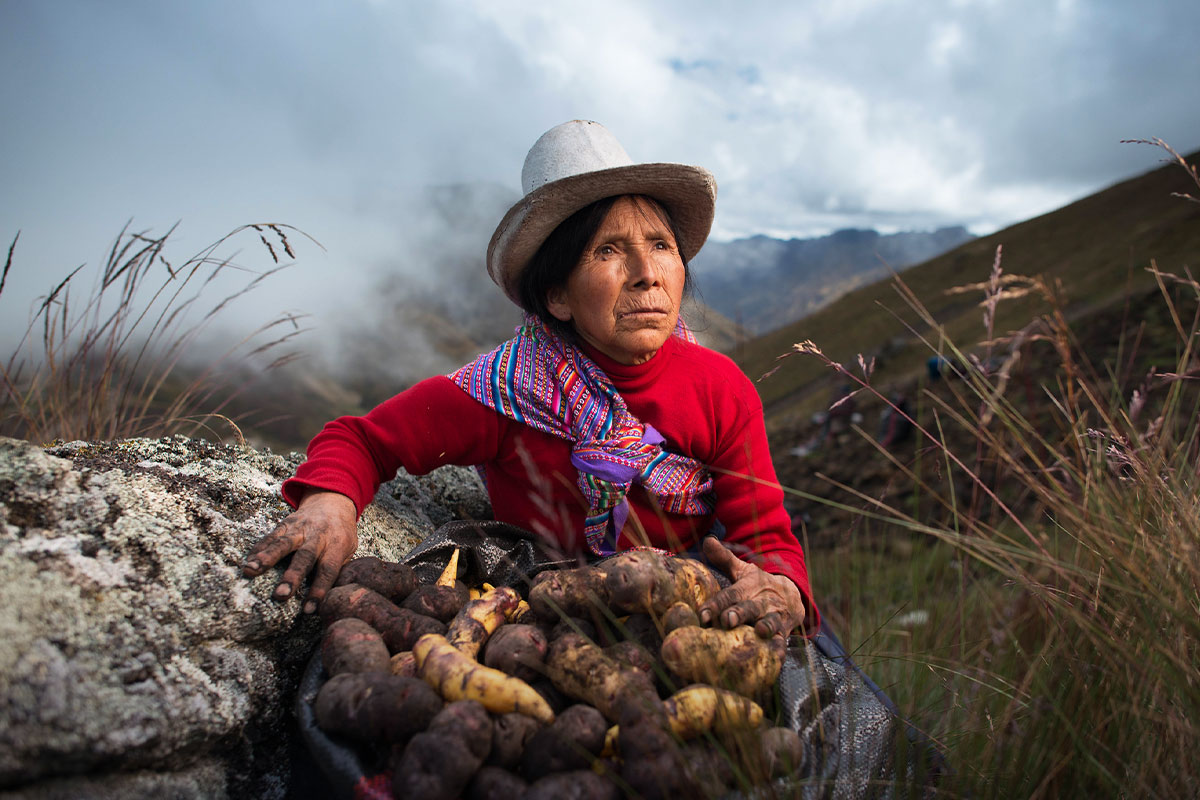 variedades papa peru andes | TreXperience
