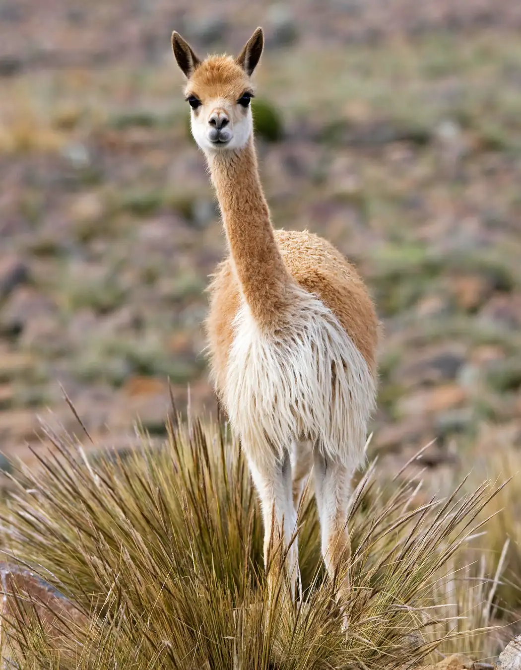 Vicuña | TreXperience