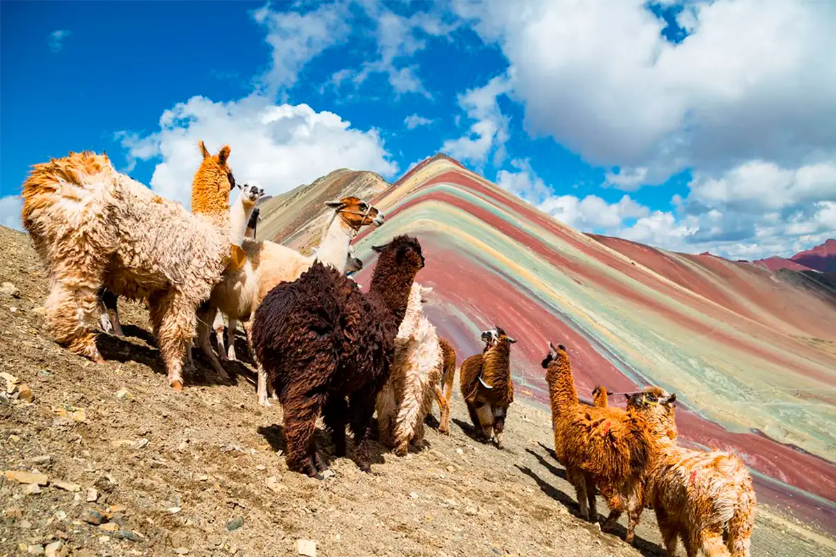 Llamas en la montaña de Vinicunca | TreXperience Llamas en la montaña de Vinicunca | TreXperience