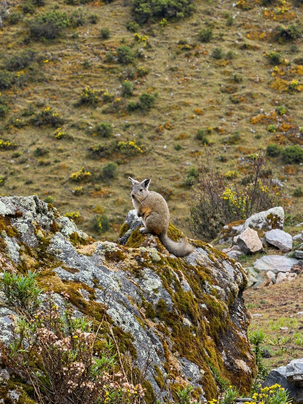 Viscacha Salkantay Trek Viscacha Salkantay Trek | TreXperience