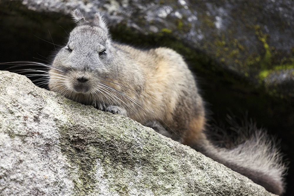 Vizcacha in Machu Picchu - Best Machu Picchu Pictures | TreXperience