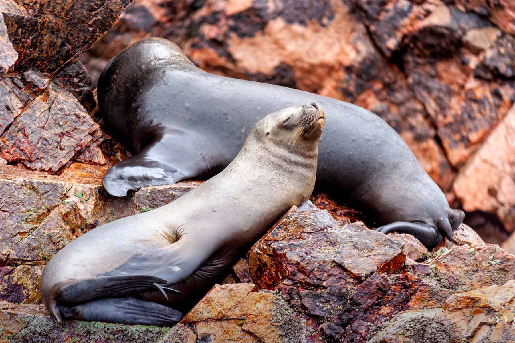 Lobos marinos descansando - 18 lugares turísticos de Perú imprescindibles | TreXperience